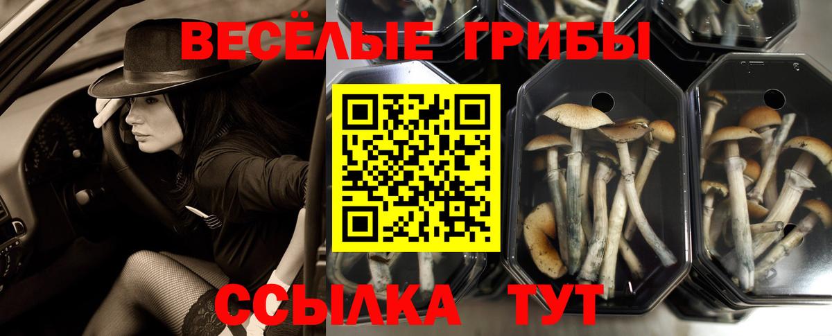 Галлюциногенные грибы мухоморы Балтийск